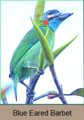 Blue Eared Barbet