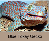 Tokay Gecko